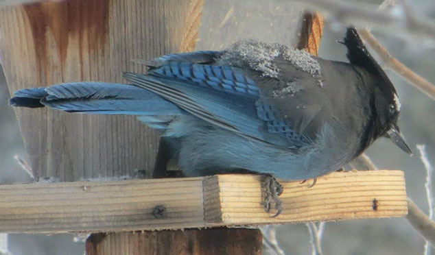 3oem-stellars-jay-on-christmas-day-by-helen-reynolds